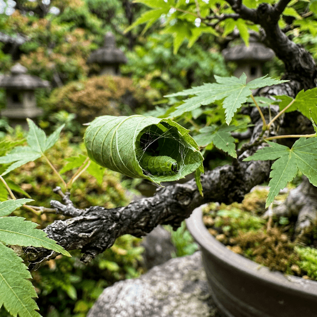 ハマキムシ
