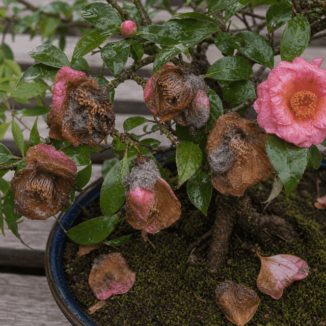 花腐病