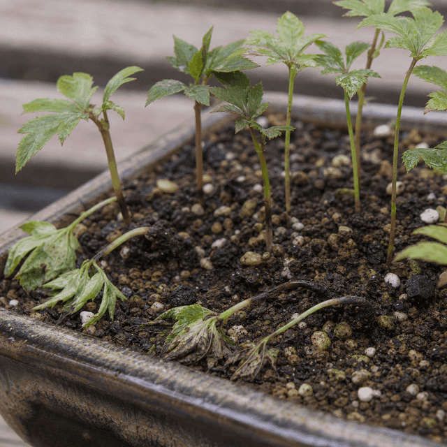 立枯病