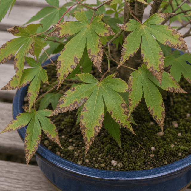 葉縁斑点病