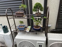 chiisana_yama_bonsaiのアバター