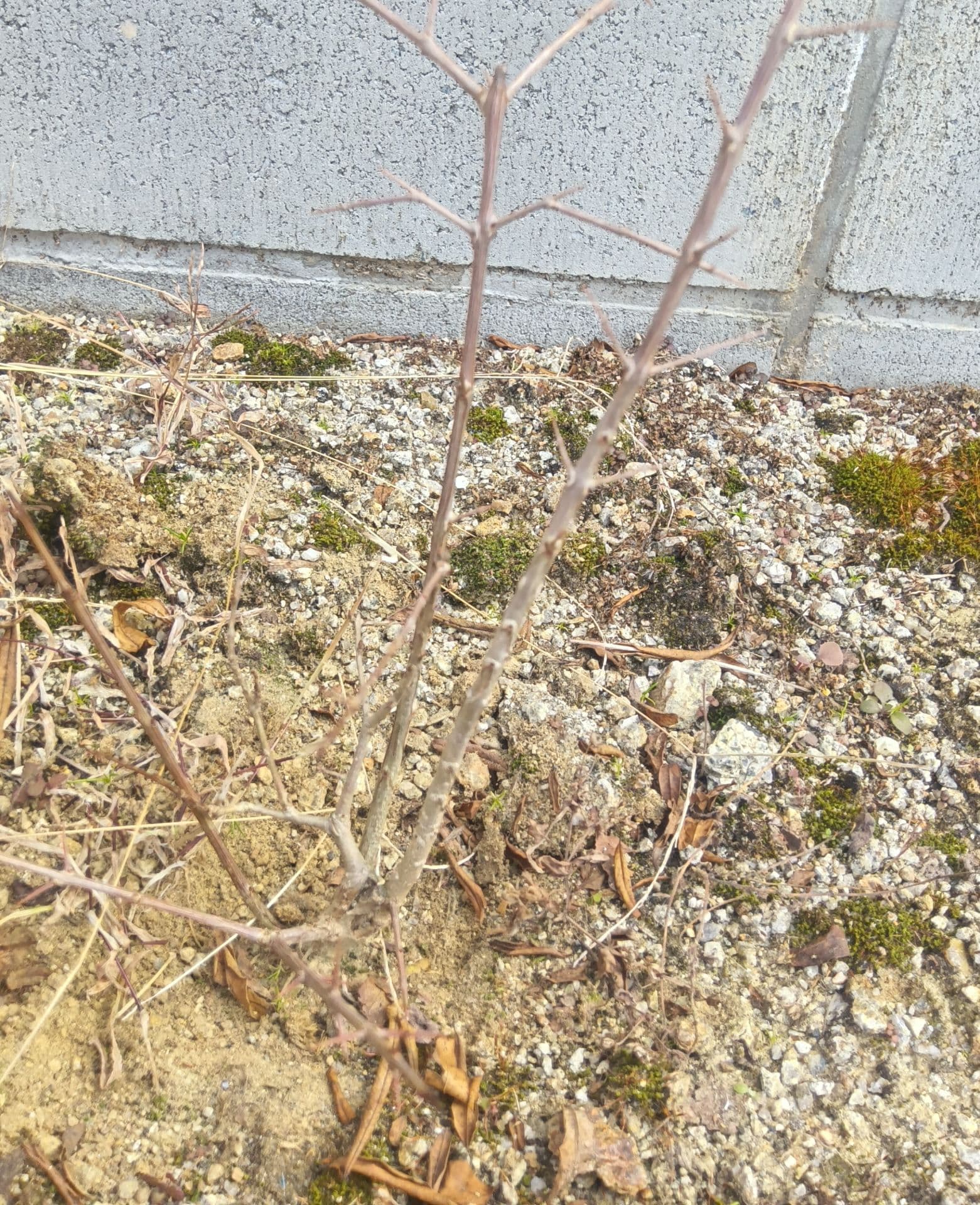 投稿画像 1