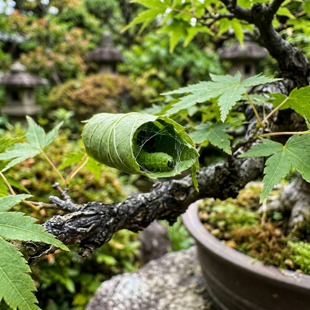 ハマキムシ